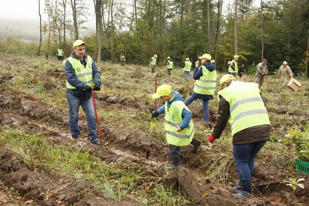 «Озеленення України»: на Львівщині висадили понад 200 тис дерев
